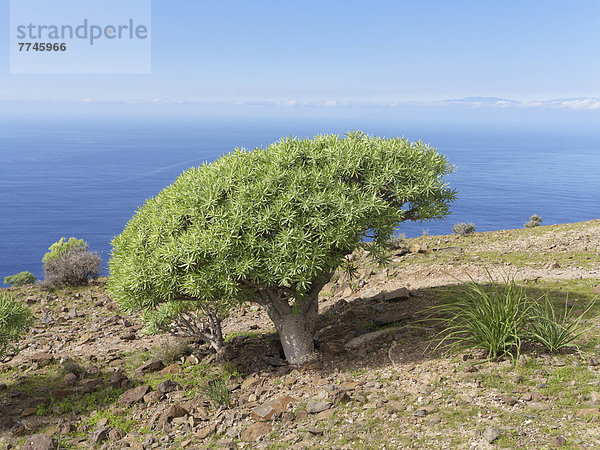 Spanien  Euphorbia Berthelotii wächst auf La Gomera