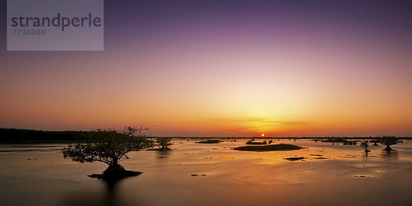 USA  Florida  Mangrove im Sumpf bei Sonnenuntergang