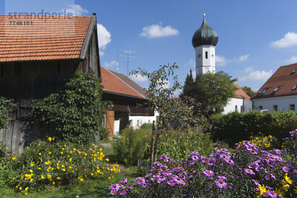Deutschland  Bayern  Blick auf katholische Kirche mit Bauernhaus und italienischer Aster im Vordergrund