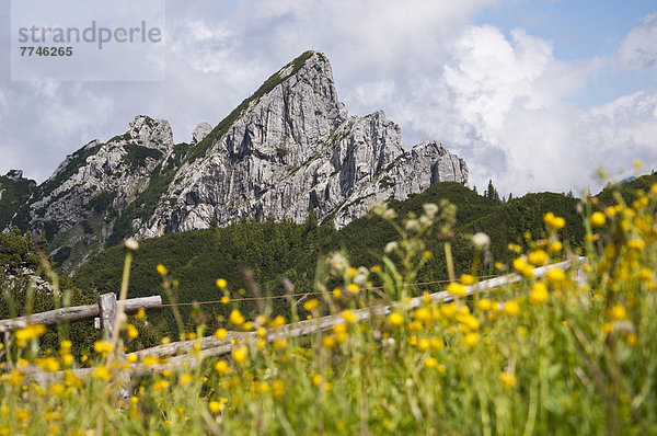 Deutschland  Bayern  Blick auf Auerspitz  Alpenblumen im Vordergrund