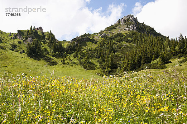 Deutschland  Bayern  Blick auf das Rotwandhaus  Alpenblumen im Vordergrund