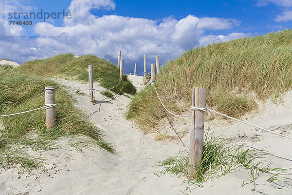 England  Sussex  Chichester  Weg durch die Sanddüne am Strand von West Wittering