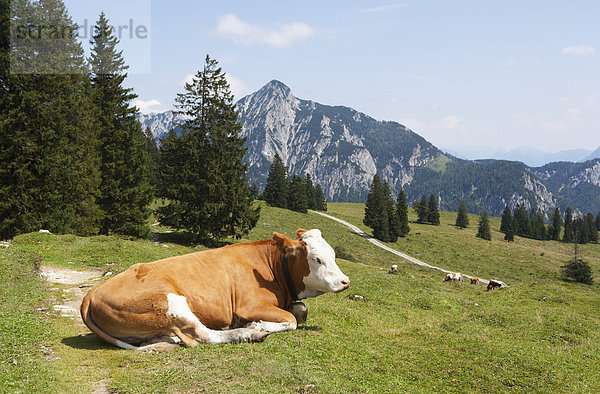 Österreich  Blick auf die Kuh auf der Postalm  Rinnkogel im Hintergrund