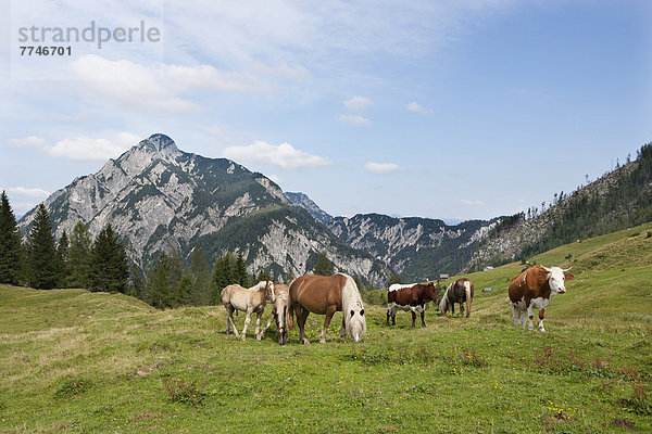 Österreich  Blick auf die Kuh- und Pferdeweide auf der Postalm  Rinnkogel im Hintergrund
