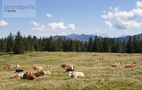 Österreich  Salzkammergut  Kuh sitzend auf der Illinger Alm