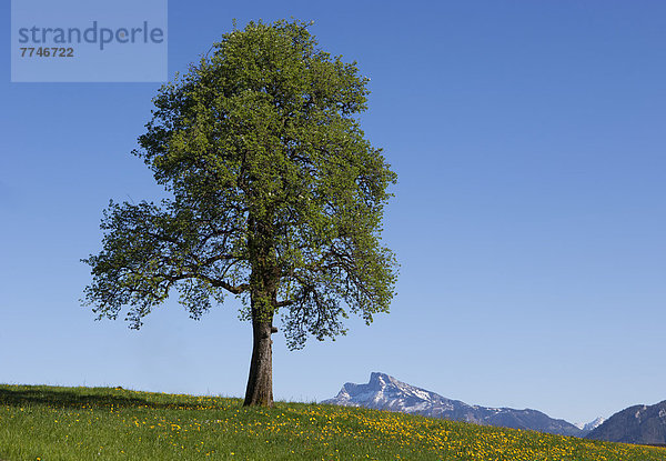 Österreich  Blick auf Einzelbaum im Salzkammergut  Schafberg im Hintergrund