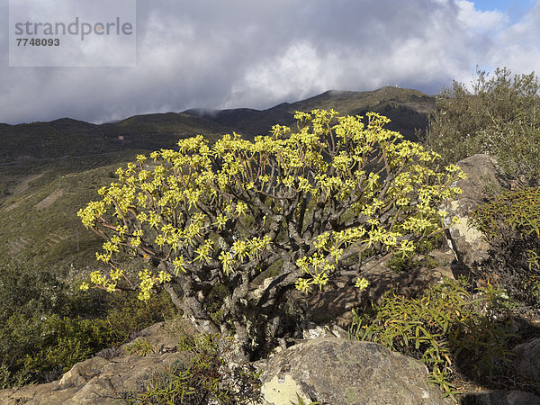 Blühende Berthelot-Wolfsmilch (Euphorbia berthelotii)  Fortaleza  La Gomera  Kanaren  Kanarische Inseln  Spanien  Europa