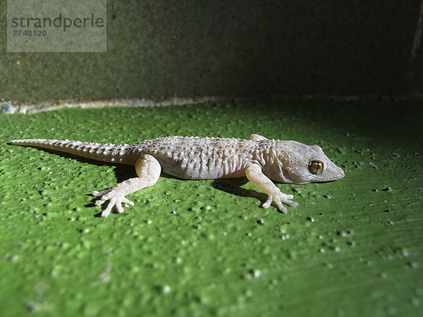 Gomera-Gecko (Tarentola gomerensis)  Gomera-Endemit  La Gomera  Kanaren  Spanien  Europa