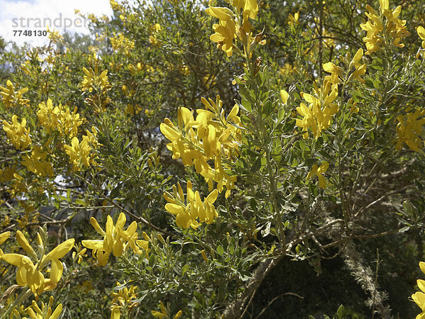 Schmalkronblättrige Teline (Teline stenopetala ssp. pauciovulata)  Gomera-Endemit  La Gomera  Kanaren  Spanien  Europa