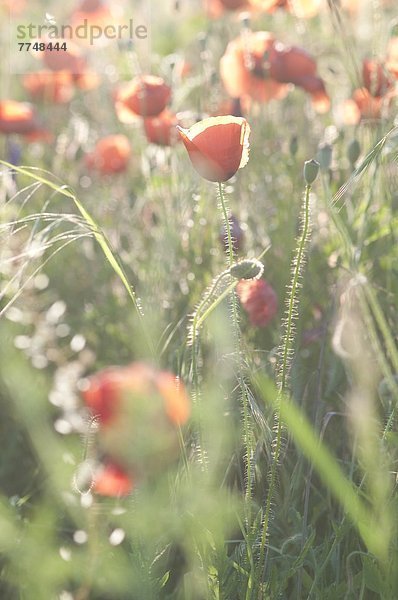 Blühende Mohnblumen auf dem Feld  close-up