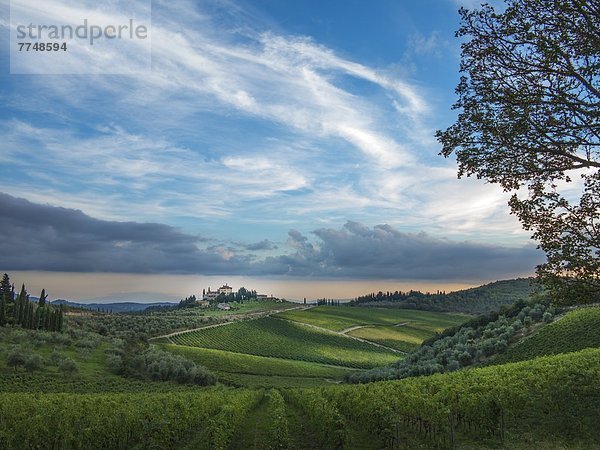 Weinberge und Herrenhaus  Toskana  Italien