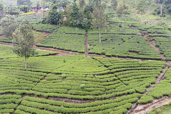 Teeplantage  Teesträucher in Reihen  Tee (Camellia sinensis)  Moray Estate bei Dalhousie