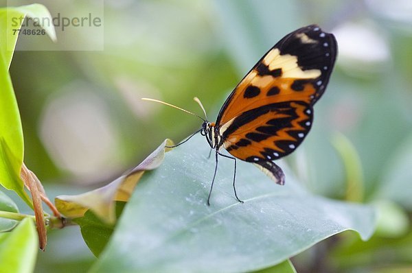 Schmetterling  La Palma  Kanaren  Spanien