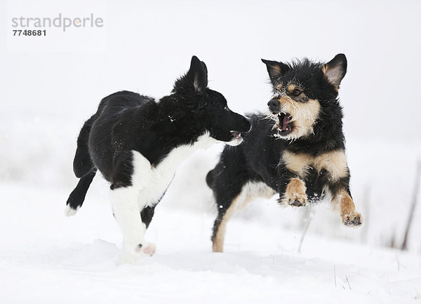Border Collie Welpe  4 Monate  und Mischlingshündin spielen im Schnee
