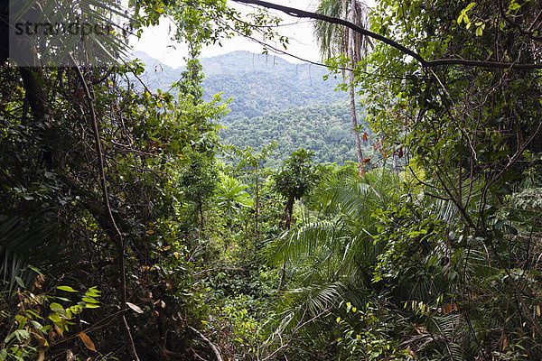 Regenwald im Mahale Mountains Nationalpark