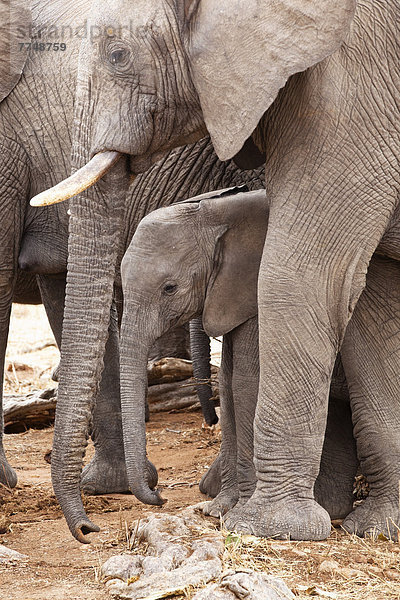 Afrikanische Elefanten (Loxodonta africana) mit Jungtier