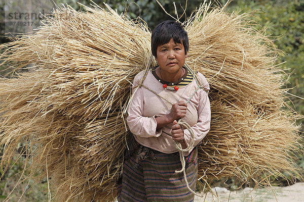 Bäuerin trägt Reisstroh  Punakha  Bhutan  Asien