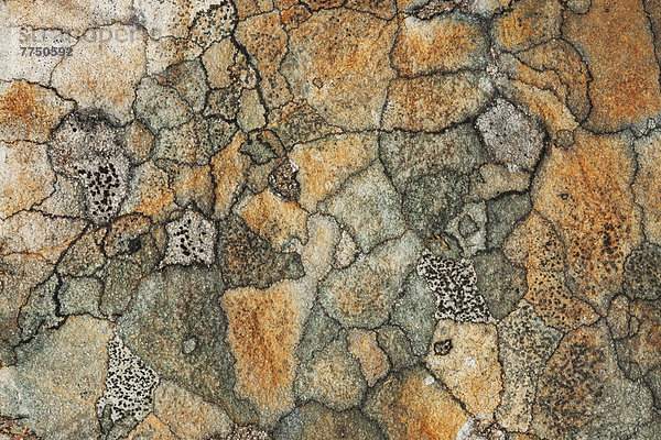Abstraktes Flechtenmosaik auf einem Felsen