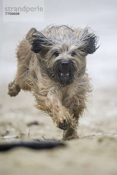 Gos d?Atura Català oder Katalanischer Schäferhund läuft auf sandigem Boden