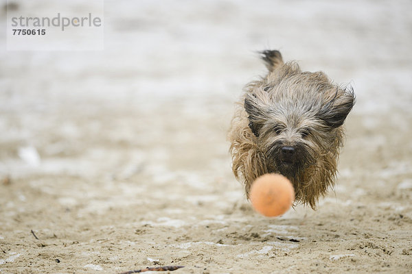 Gos d?Atura Català oder Katalanischer Schäferhund rennt einem Ball hinterher