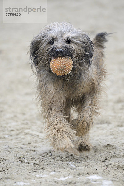 Gos d?Atura Català oder Katalanischer Schäferhund läuft mit einem Ball in der Schnauze