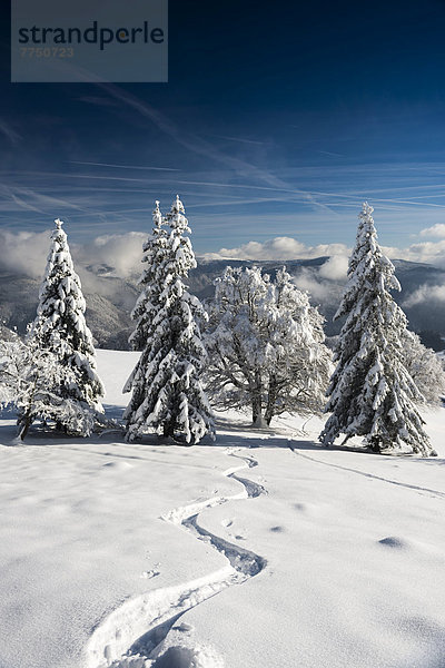 Schneebedeckte Bäume in Winterlandschaft