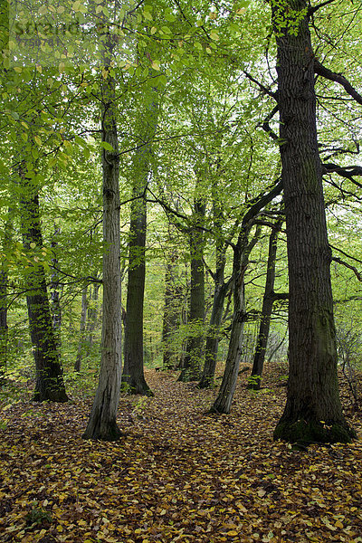 Laubwald am Feensteig  Nationalpark Hainich
