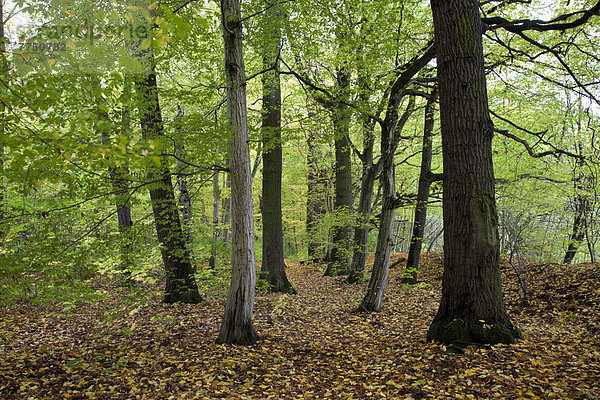 Laubwald am Feensteig  Nationalpark Hainich