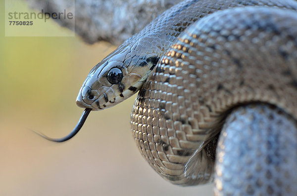 Treppennatter (Rhinechis scalaris)  züngelnd  Vorkommen Iberische Halbinsel