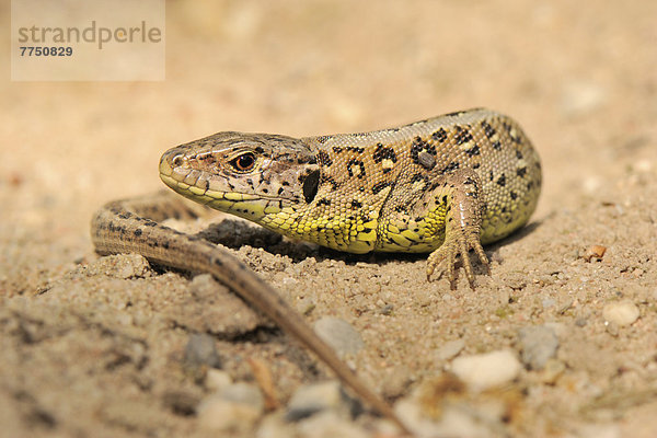 Zauneidechse (Lacerta agilis)