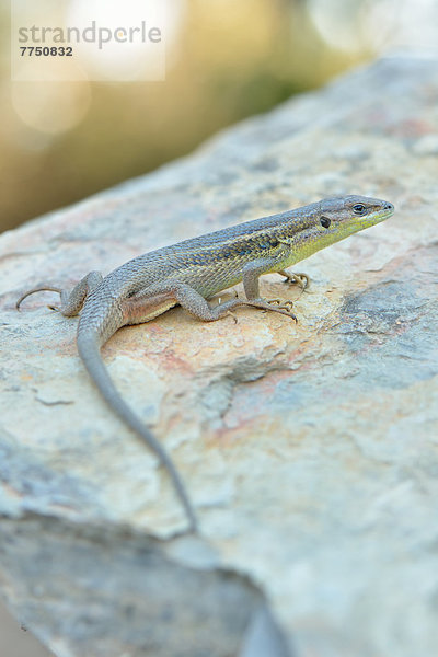 Algerischer Sandläufer (Psammodromus algirus)  ausgewachsenes Weibchen auf Stein