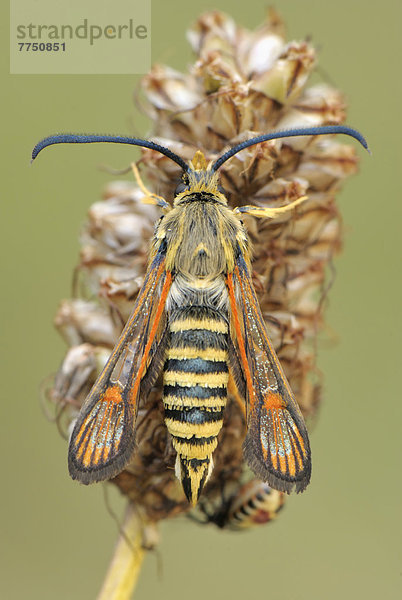 Hornklee-Glasflügler (Bembecia ichneumoniformis)  sitzt auf vertrocknetem Blütenstand