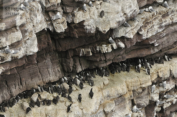 Vogelfelsen  steile Felswand besetzt mit Brutvögeln  Lummen (Uria sp.) und Tordalken (Alca torda)