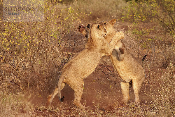 Spielende Löwen (Panthera leo)  Tsavo-East-Nationalpark