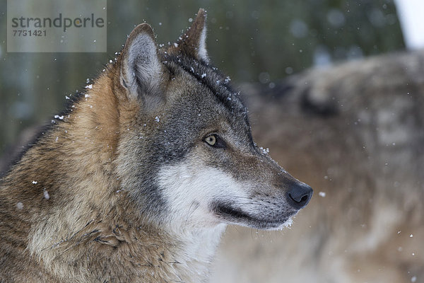 Wolf (Canis lupus)  Portrait  captive