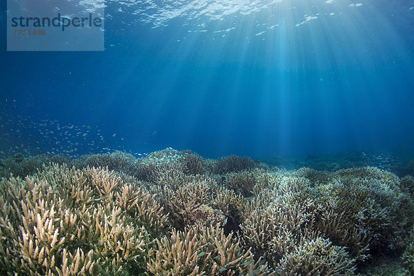 Unberührtes  intaktes Korallenriff mit Acroporen (Acropora)
