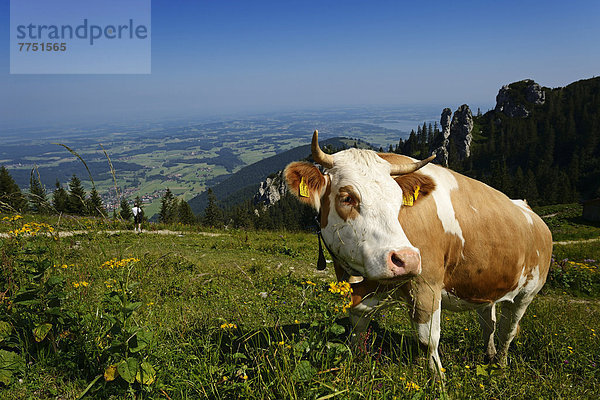 Hausrind (Bos primigenius taurus)  Kuh auf Weide der Kampenwand