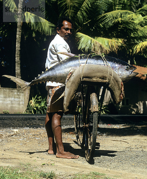 Mann transportiert Thunfisch auf einem Fahrrad