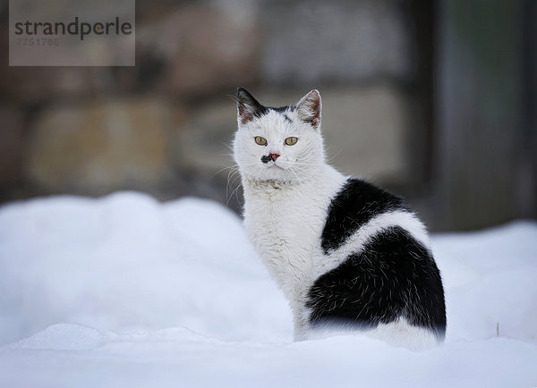 Halbwilde Dorfkatze sitzt im Schnee vor einer Scheune