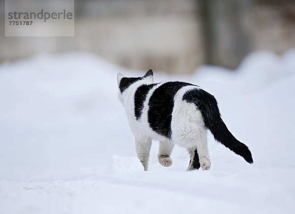 Halbwilde Dorfkatze läuft durch Schnee  Rückansicht
