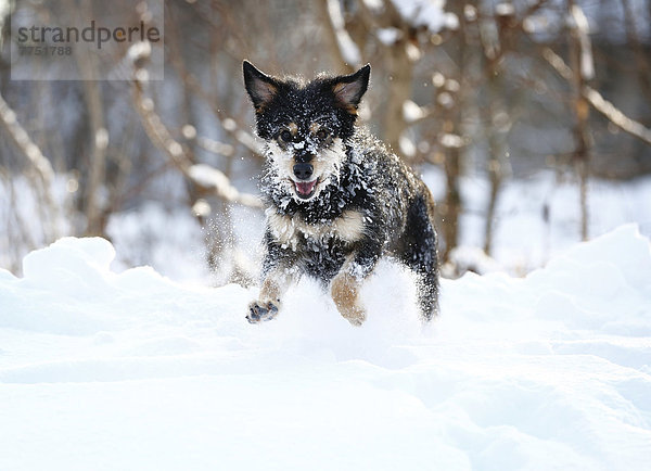 Mischlingshund  Altdeutscher Hütehund x Dackel  rennt durch Schnee