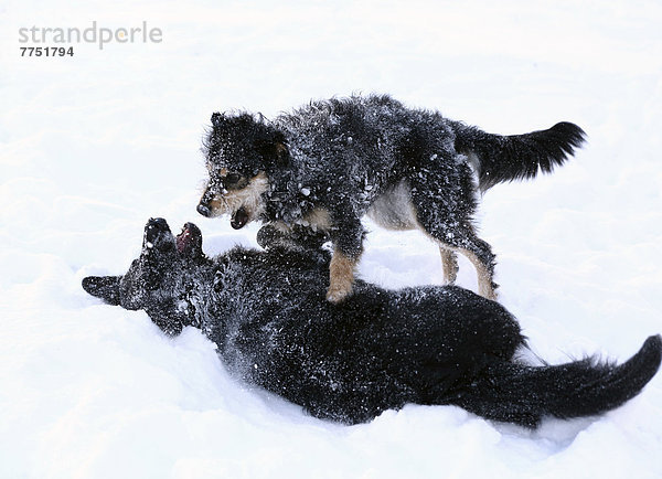Zwei Mischlingshündinnen spielen im Schnee