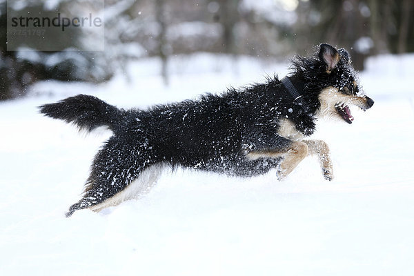 Mischlingshund  Altdeutscher Hütehund x Dackel  rennt durch Schnee