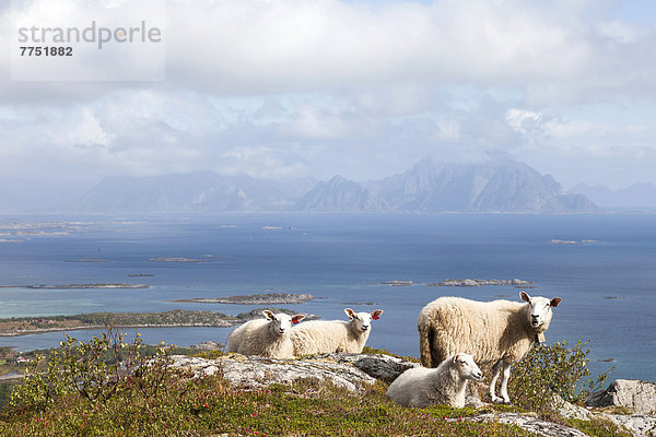 Vier Schafe vor dem Berg Vagekallen