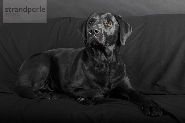 Schwarzer Labrador Retriever  Rüde  auf schwarzem Sofa