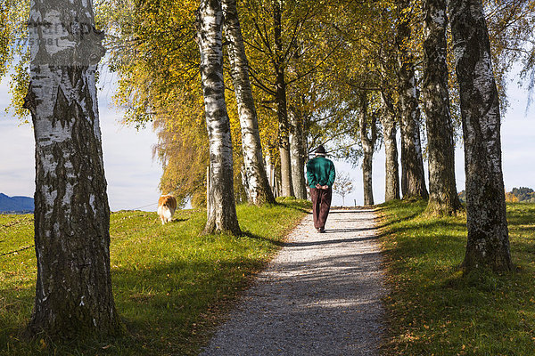 Spaziergänger mit Hund in Birken-Allee im Herbst