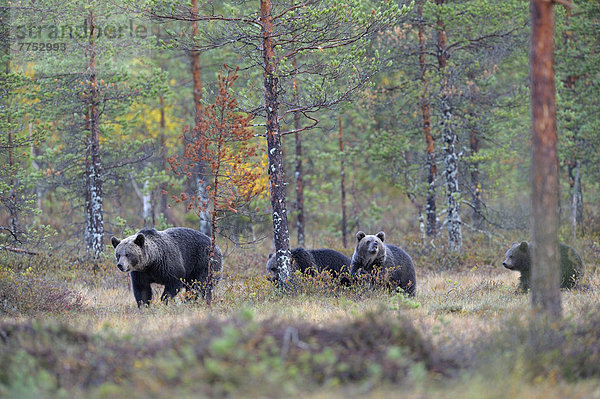 Braunbär (Ursus arctos) Bärin mit ihren Jungen in der herbstlich verfärbten Taiga