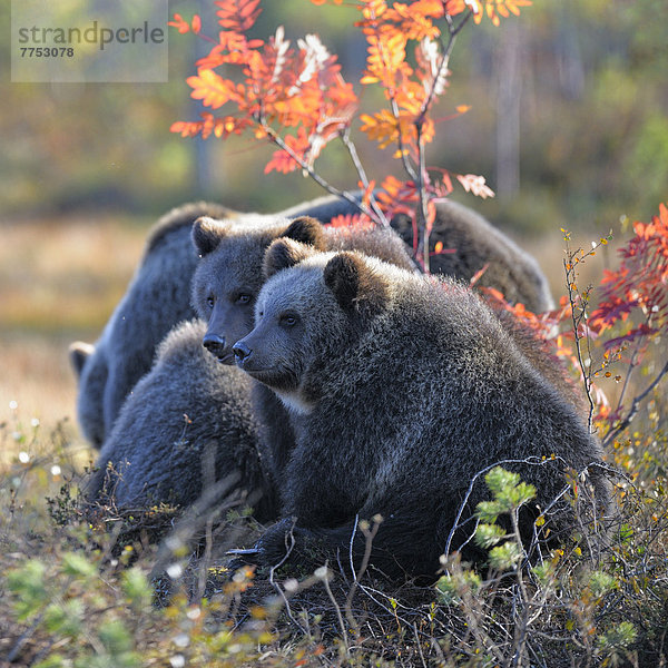 Braunbär (Ursus arctos) Bärin mit Jungen in der herbstlich verfärbten Taiga im letzten Licht