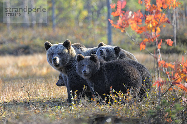 Braunbär (Ursus arctos) Bärin mit Jungen in der herbstlich verfärbten Taiga im letzten Licht