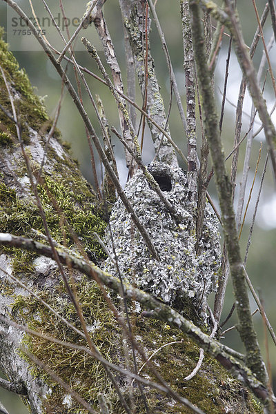 Nest der Schwanzmeise (Aegithalos caudatus)
